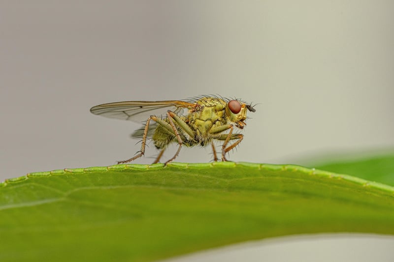 Tiny Creatures